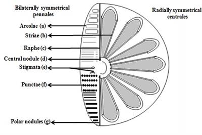 All New Faces of Diatoms: Potential Source of Nanomaterials and Beyond